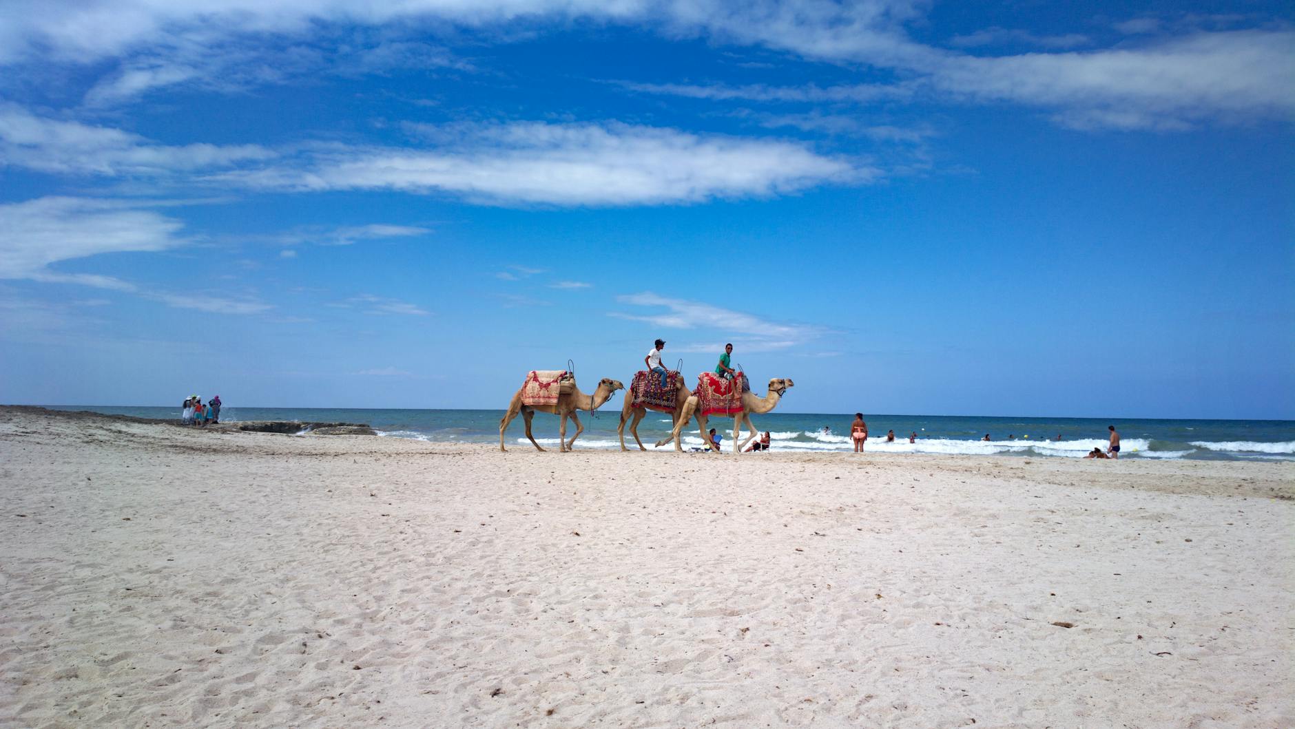 Przejażdżka na wielbłądzie po słonecznej tunezyjskiej plaży